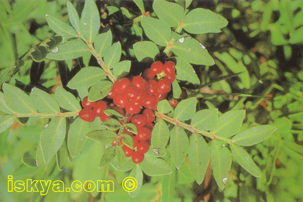 Pistacia_Lentiscus